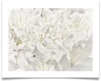 01 White Out - Carol Sparkes